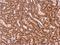 Syndecan Binding Protein antibody, NBP1-33661, Novus Biologicals, Immunohistochemistry paraffin image 