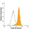 Colony Stimulating Factor 3 Receptor antibody, FAB381P, R&D Systems, Flow Cytometry image 