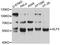 Kruppel Like Factor 5 antibody, STJ24327, St John