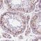 Post-GPI Attachment To Proteins 1 antibody, NBP2-38121, Novus Biologicals, Immunohistochemistry frozen image 