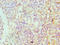 Serpin Family A Member 4 antibody, LS-C376579, Lifespan Biosciences, Immunohistochemistry paraffin image 