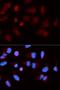 SH2B Adaptor Protein 1 antibody, LS-C334143, Lifespan Biosciences, Immunofluorescence image 
