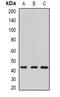 ECSIT Signalling Integrator antibody, abx141422, Abbexa, Western Blot image 