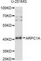 Actin Related Protein 2/3 Complex Subunit 1A antibody, LS-C749504, Lifespan Biosciences, Western Blot image 