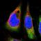 ATX2 antibody, NBP1-90062, Novus Biologicals, Immunofluorescence image 