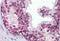 ELF4 antibody, MBS242632, MyBioSource, Immunohistochemistry paraffin image 