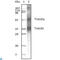 Tripartite Motif Containing 5 antibody, LS-C814044, Lifespan Biosciences, Western Blot image 