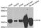 Crystallin Mu antibody, abx002761, Abbexa, Western Blot image 