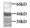 TGF beta antibody, PA1-29032, Invitrogen Antibodies, Western Blot image 