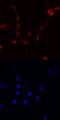 Forkhead Box O1 antibody, MAB5939, R&D Systems, Immunofluorescence image 