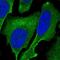 Sterile Alpha Motif Domain Containing 1 antibody, HPA041662, Atlas Antibodies, Immunofluorescence image 