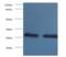 Tyrosine 3-Monooxygenase/Tryptophan 5-Monooxygenase Activation Protein Beta antibody, MBS715029, MyBioSource, Western Blot image 