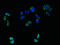 Transmembrane Protein 161A antibody, CSB-PA023735LA01HU, Cusabio, Immunofluorescence image 