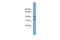 Family With Sequence Similarity 118 Member A antibody, GTX45068, GeneTex, Western Blot image 