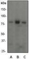 Phosphoinositide-3-Kinase Regulatory Subunit 1 antibody, GTX61304, GeneTex, Western Blot image 
