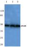 Apelin Receptor antibody, LS-B11333, Lifespan Biosciences, Western Blot image 