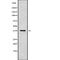 Mitochondrial Ribosomal Protein L1 antibody, abx216932, Abbexa, Western Blot image 