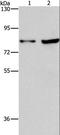 MYB Proto-Oncogene, Transcription Factor antibody, LS-C406236, Lifespan Biosciences, Western Blot image 