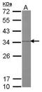 PHB2 antibody, NBP1-33463, Novus Biologicals, Western Blot image 