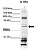 Interleukin 1 Receptor Type 1 antibody, orb333740, Biorbyt, Western Blot image 
