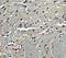 Adiponectin, C1Q And Collagen Domain Containing antibody, NBP1-77217, Novus Biologicals, Immunohistochemistry paraffin image 