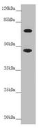 Solute Carrier Family 39 Member 4 antibody, LS-C676512, Lifespan Biosciences, Western Blot image 