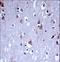 Potassium Voltage-Gated Channel Subfamily C Member 1 antibody, LS-C165412, Lifespan Biosciences, Immunohistochemistry paraffin image 