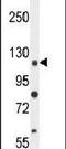 Ankyrin Repeat Domain 52 antibody, PA5-24295, Invitrogen Antibodies, Western Blot image 