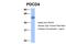 Programmed Cell Death 4 antibody, 31-082, ProSci, Western Blot image 