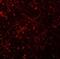 Membrane Spanning 4-Domains A6A antibody, NBP2-82106, Novus Biologicals, Immunofluorescence image 