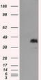 MCL1 Apoptosis Regulator, BCL2 Family Member antibody, LS-C115037, Lifespan Biosciences, Western Blot image 