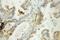 Prefoldin Subunit 2 antibody, 13053-1-AP, Proteintech Group, Immunohistochemistry frozen image 