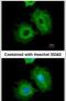 Aldehyde Dehydrogenase 1 Family Member A1 antibody, PA5-34901, Invitrogen Antibodies, Immunofluorescence image 