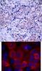 3-Phosphoinositide Dependent Protein Kinase 1 antibody, 79-256, ProSci, Immunohistochemistry paraffin image 