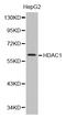 Histone Deacetylase 1 antibody, abx125023, Abbexa, Western Blot image 