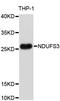 NADH:Ubiquinone Oxidoreductase Core Subunit S3 antibody, abx002918, Abbexa, Western Blot image 