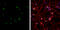 Sortilin 1 antibody, GTX110857, GeneTex, Immunofluorescence image 
