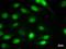  antibody, LS-C342646, Lifespan Biosciences, Immunofluorescence image 