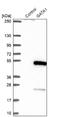 GATA Binding Protein 1 antibody, NBP1-84792, Novus Biologicals, Western Blot image 