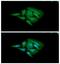 Adenylate Kinase 1 antibody, GTX57693, GeneTex, Immunofluorescence image 