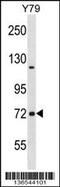 Neurochondrin antibody, 58-827, ProSci, Western Blot image 