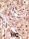 Interferon Lambda 1 antibody, 58-945, ProSci, Immunohistochemistry paraffin image 