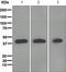 Muscleblind Like Splicing Regulator 1 antibody, ab108519, Abcam, Western Blot image 