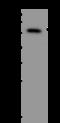 Homocysteine Inducible ER Protein With Ubiquitin Like Domain 1 antibody, 200591-T40, Sino Biological, Western Blot image 