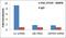 Small nuclear ribonucleoprotein-associated protein B antibody, PA5-27559, Invitrogen Antibodies, Immunoprecipitation image 