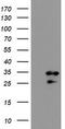 RNA-binding protein with multiple splicing antibody, TA800208BM, Origene, Western Blot image 