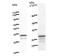 Ribosomal Protein S6 Kinase A4 antibody, LS-C342711, Lifespan Biosciences, Western Blot image 