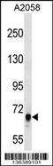 Rho Guanine Nucleotide Exchange Factor 5 antibody, 58-689, ProSci, Western Blot image 