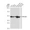 Mitogen-Activated Protein Kinase Kinase 1 antibody, GTX01293, GeneTex, Western Blot image 