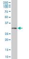 Homeobox C4 antibody, H00003221-M02, Novus Biologicals, Western Blot image 